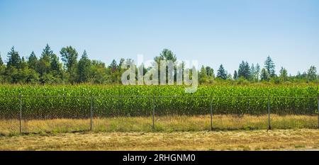 Ein grünes Maisfeld, das neben der Straße wächst. Grünes Pflanzfeld der Maisfarm mit Zaun auf dem Land in Kanada. Ernte- und Landwirtschaftskonzept. Stockfoto