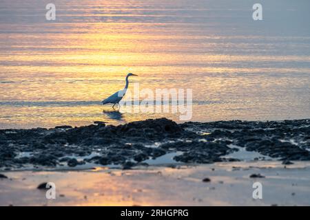 Ein tolles Reiher (Ardea alba), der am Boneyard Beach auf Big Talbot Island in Jacksonville, Florida, entlang der Küste waten kann. (USA) Stockfoto