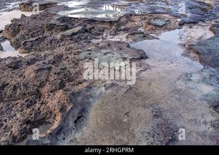 Gezeitenbecken am Boneyard Beach im Big Talbot Island State Park in Jacksonville, Florida. (USA) Stockfoto