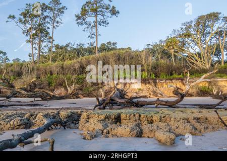 Riesiges Treibholz am Boneyard Beach im Big Talbot Island State Park in Jacksonville, Florida. (USA) Stockfoto