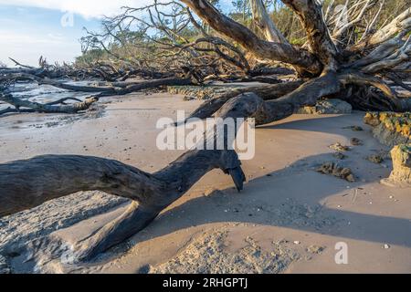 Riesiges Treibholz am Boneyard Beach im Big Talbot Island State Park in Jacksonville, Florida. (USA) Stockfoto