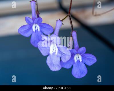 Nickende Veilchen, violette Blüten mit weißen Mittelpunkten auf schmalen Stängeln, drei Blüten Stockfoto