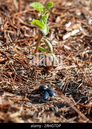 Keimung, Butterbohnenpflanzen vom Samen bis zum Sämling, verschiedene Wachstumsphasen und Größen in einem australischen Gemüsegarten Stockfoto