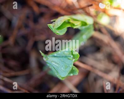 Snow and Snap Pea seedlings shooting up from the ground, growing in an Australian vegetable garden Stock Photo