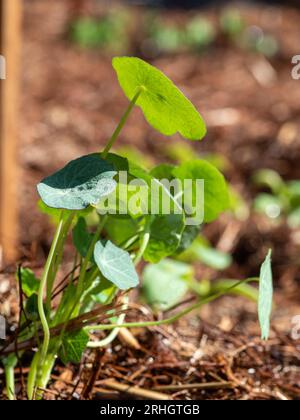 Kapuzinerkeimlinge Pflanzenblätter Stockfoto
