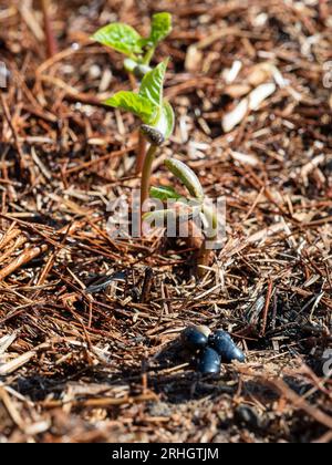 Butterbohnenpflanzen Keimung vom Samen bis zum Sämling, verschiedene Wachstumsphasen und Größen in einem australischen Gemüsegarten Stockfoto