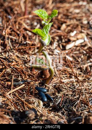 Butterbohnensamen und Setzlinge in frühen Wachstumsphasen, einer öffnet sich gerade von der Samenschote, nachdem er durch den Schmutz und Mulch nach oben gedrückt wurde Stockfoto