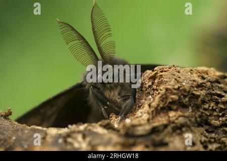 Natürliche frontale detaillierte vertikale Nahaufnahme auf einer braunen europäischen Zigeunermotte, Lymantria, verbergen sich mit ihrer bemerkenswerten Antenne Stockfoto