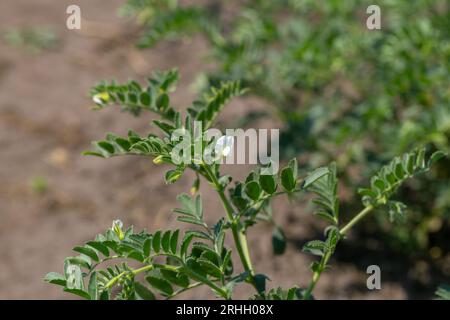 Kichererbsen im Garten mit Blättern. Kichererbsen wachsen. Stockfoto