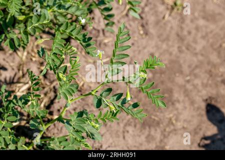 Kichererbsen im Garten mit Blättern. Kichererbsen wachsen. Stockfoto