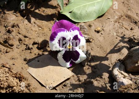 Purple-White Pansy Hybrid (Viola x wittrockiana) Blumen: (Pix Sanjiv Shukla) Stockfoto