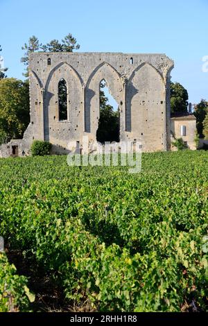 Vignoble de Saint-Emilion. La « Grande Muraille » vestige d’un immense couvent Dominicain du XIIIème siècle en bordure du vignoble du «Château Les GRA Stockfoto