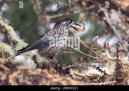 Kleiner Vogel, der still auf dem Boden steht Stockfoto