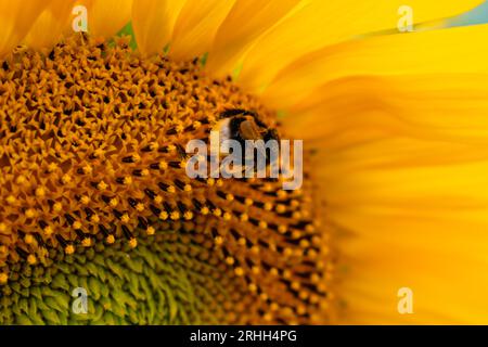 Blütenpollen sammelnde Hummeln auf Sonnenblume, bombus, helianthus annuus Stockfoto