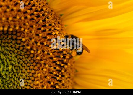 Blütenpollen sammelnde Hummeln auf Sonnenblume, bombus, helianthus annuus Stockfoto