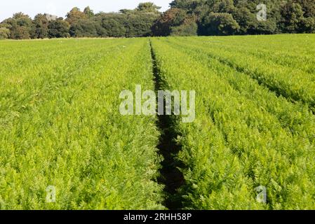 Feld der Karotten, die im Feld Shottisham, Suffolk, England, Großbritannien wachsen Stockfoto