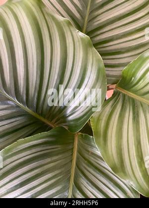 Exotische Calathea Orbifolia, großes gestreiftes Blatt in Nahaufnahme. Gebetspflanze. Zimmerpflanze, grüner Hintergrund, Biophilie-Konzept Stockfoto