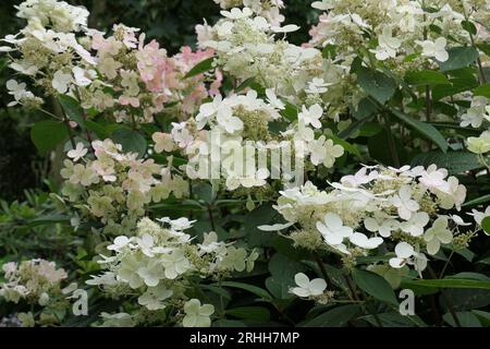 Nahaufnahme der weiß-rosafarbenen konischen Blütenköpfe des Sommerblühenden Gartenstrauchs Hortensie paniculata frühe Empfindung Bulk. Stockfoto