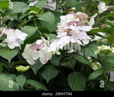 Nahaufnahme der Blütenköpfe des Sommerblühenden Gartenstrauchs Hortensie macrophylla veitchii. Stockfoto
