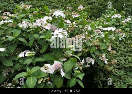 Nahaufnahme der Blütenköpfe des Sommerblühenden Gartenstrauchs Hortensie macrophylla veitchii. Stockfoto