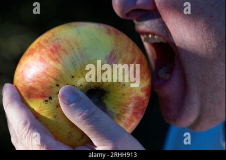 Ein Mann ist dabei, einen Bissen aus einem großen Apfel zu nehmen, den er hält Stockfoto