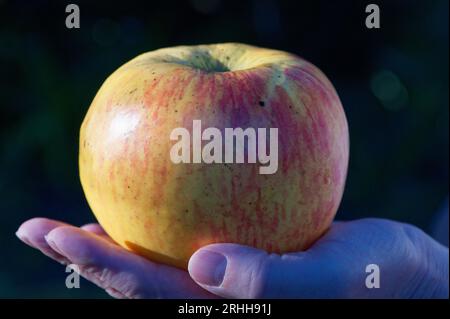 Ein Monty's Surprise Apfel sitzt in der Hand Stockfoto