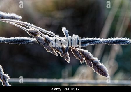 Ein starker Frost hat Stacheldraht am Morgen bedeckt. Ein Samenkopf ist ebenfalls bedeckt und bietet einen Kontrast zwischen Natur und Mensch. Stockfoto