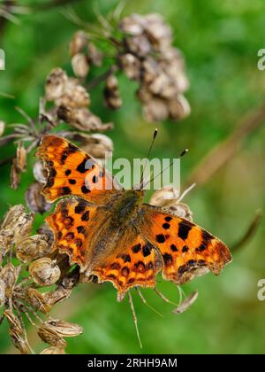 Komma Schmetterling (Polygonia c-Album) Stockfoto