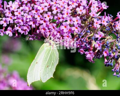 Schwanzfalter (Gonepteryx rhamni) auf Buddleia (Buddleia davidii) Stockfoto