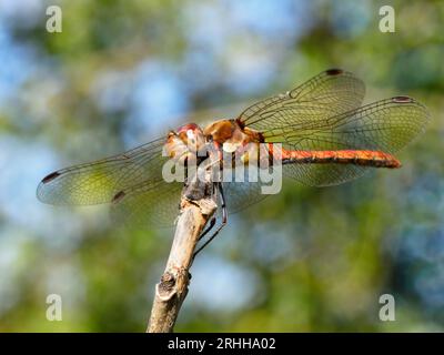 Dartpfeil - Sympetrum striolatum - auf einem Zweig ruhend Stockfoto