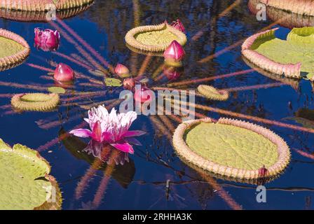 Seerosenteich, Kulturblume, 7 Knospen, Teller, verschiedene Größen, Blattstiele, wachsen aus Knollen, Rhizomen, hart oder tropisch, mehrjährige Wasserpflanzen, Nym Stockfoto