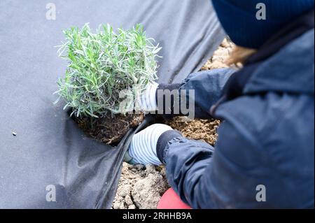 Eine Person pflanzt einen Lavendelbusch in den Boden, der mit Agrofaser von Unkraut bedeckt ist, und pflanzt Lavendel auf dem Feld. Stockfoto