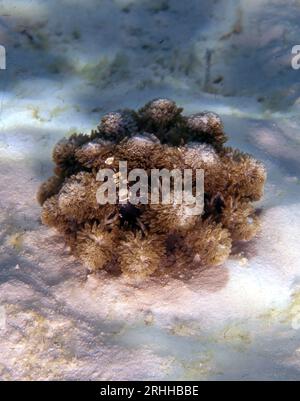 Die hochgiftige Feueranemone (Actinodendron arboreum). Wächst in Flachwasser auf den Malediven. Beachten Sie die kleine Anemongarnele (Peliclim Stockfoto