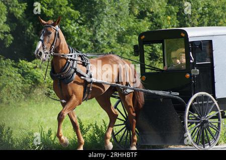 Eine Amish-Familie fährt mit einem Pferdekutschen auf einer modernen Straße in der Nähe von Pennsylvania. Stockfoto