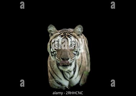 ranthambore wilde weibliche bengalische Tiger oder panthera tigris Fine Art Bild Nahaufnahme oder Porträt in isoliertem schwarzen Hintergrund bei einer Safari in ranthambore indien Stockfoto