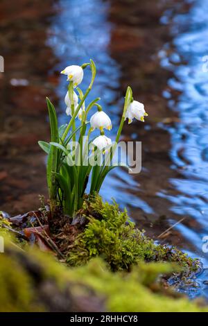 Marigold, Leucojum Vernum Stockfoto