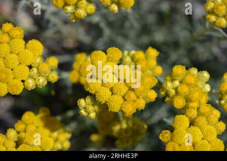 Gelbe Blüten von Helichrysum italicum, auch bekannt als Curry-Pflanze, Golden Eternal Flowers und Everlasting, Makro Stockfoto