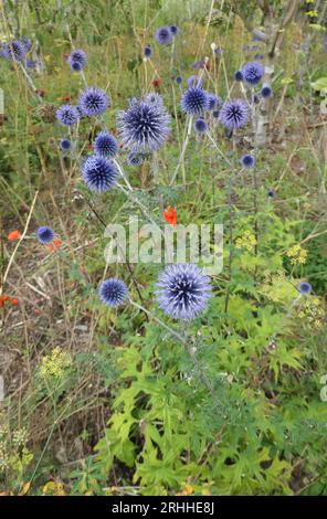 Nahaufnahme der runden blauen Blüten der Sommer lang blühenden krautigen Staudengartenpflanze echinops bannaticus Blue Globe oder Globe Distel. Stockfoto