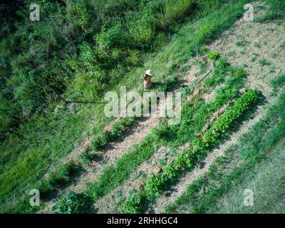 Junge afrikanerin, die im Sommer auf trockenem Boden Pflanzen und Pflanzen im Gemüsegarten erntet und tränkt. Stockfoto