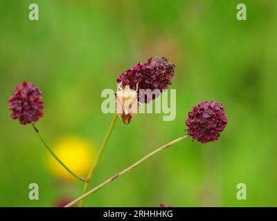 Wanze auf einem großen burnet Stockfoto