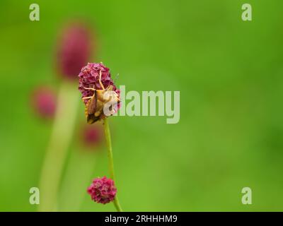 Wanze auf einem großen burnet Stockfoto