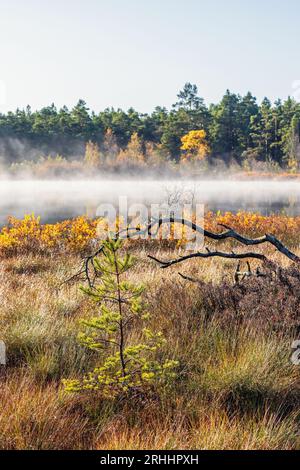 Morgennebel an einem Waldsee im Herbst Stockfoto