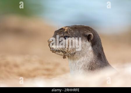 Ein glatt beschichteter Otter taucht am Eingang zu seinem Flussufer holt unter einer Brücke in Singapur auf Stockfoto