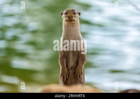 Auf den Hinterbeinen steht ein aufmerksamer, glatt beschichteter Otter, um jede Bedrohung vom Eingang zum Flussufer holt, Singapur, zu beurteilen Stockfoto