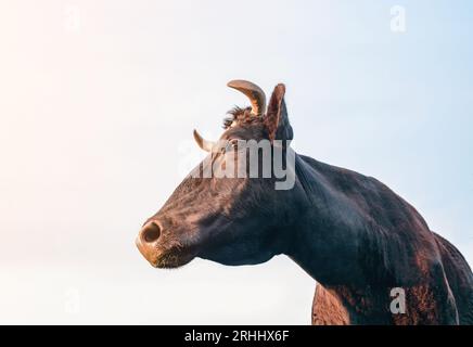 Porträt einer Kuh, Kopf nach links gedreht Stockfoto