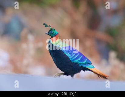 Himalaya Monal aus Chopta, uttarakhand Stockfoto