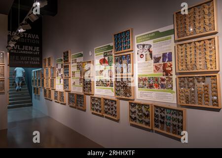 Ausstellung Schmetterlinge der Welt im EXPO-Museum in Postojna, Slowenien. Stockfoto