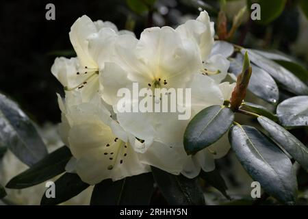 Rhododendron Roza Stevenson blühende weiße cremige Blume, duftende Blütenpflanze in der Familie der Ericaceae. Stockfoto