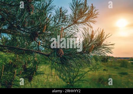 Kiefernknospen an Kiefernzweigen im Wald Stockfoto