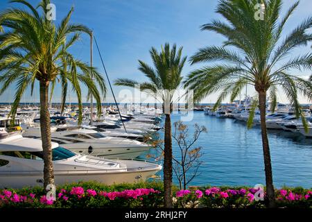 Puerto Portals Portals Nous Marina Palmen & Bougainvillea mit Luxusyachten, die in Puerto Portals Palma de Mallorca Balearen festgemacht sind Inseln Spanien Stockfoto